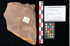 Foto (Objekt + Etikett) von Quercus palaeoilex Ettingshausen (NHMW-GEO-2024-0188-0776)